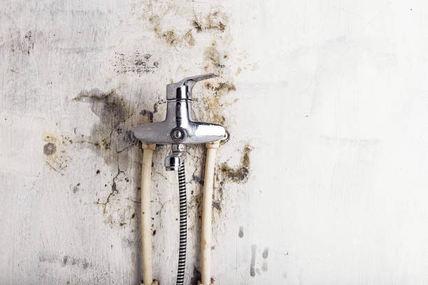 Best Mold Testing  in Hutchinson, MN