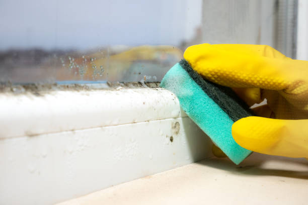 Best Mold Testing  in Hutchinson, MN
