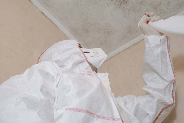 Best Mold Removal Process  in Hutchinson, MN