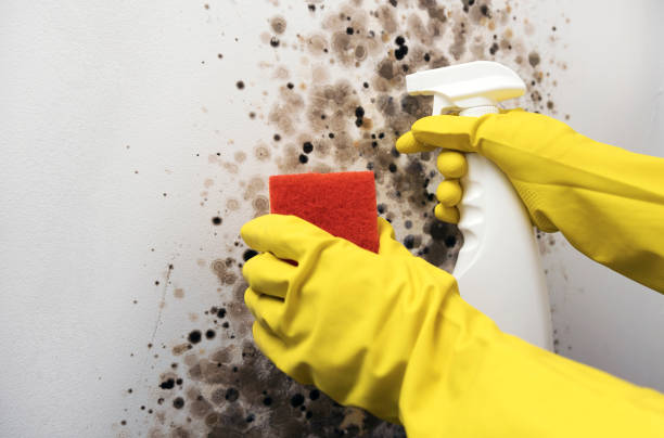 Best Commercial Mold Removal  in Hutchinson, MN