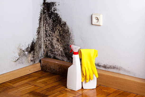 Professional Mold Removal in Hutchinson, MN