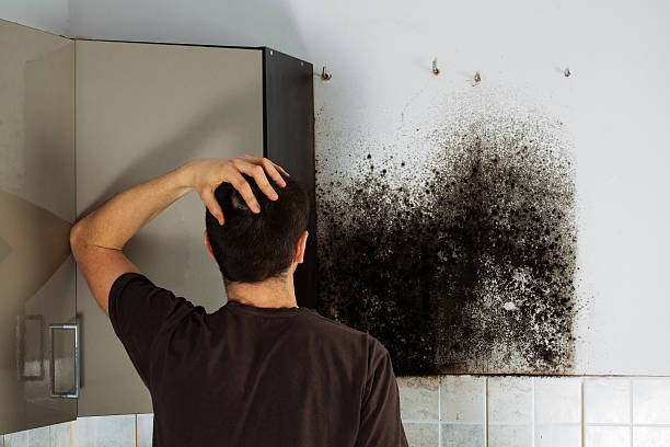 Best Toxic Mold Removal  in Hutchinson, MN