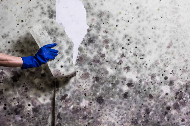 Mold Removal Process in Hutchinson, MN