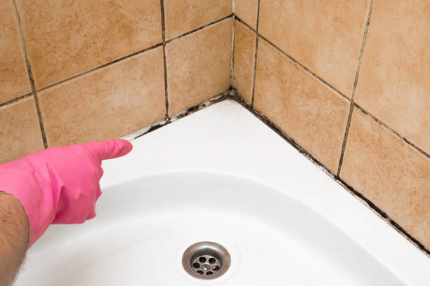 Best Black Mold Removal  in Hutchinson, MN