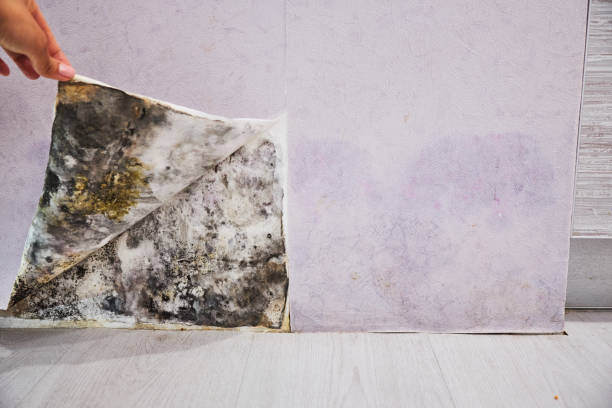 Best Mold Remediation  in Hutchinson, MN